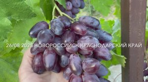 Виноград Слава Калугина В.М. 26.08.25 год, Новороссийск.