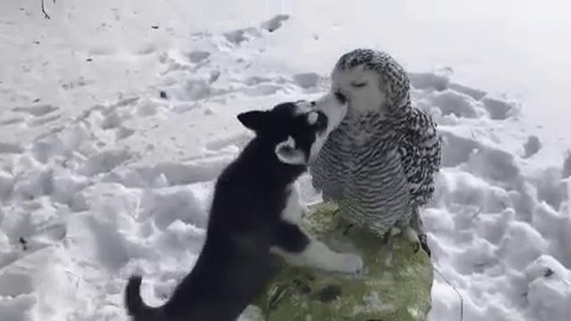 Сова и собака смотреть онлайн