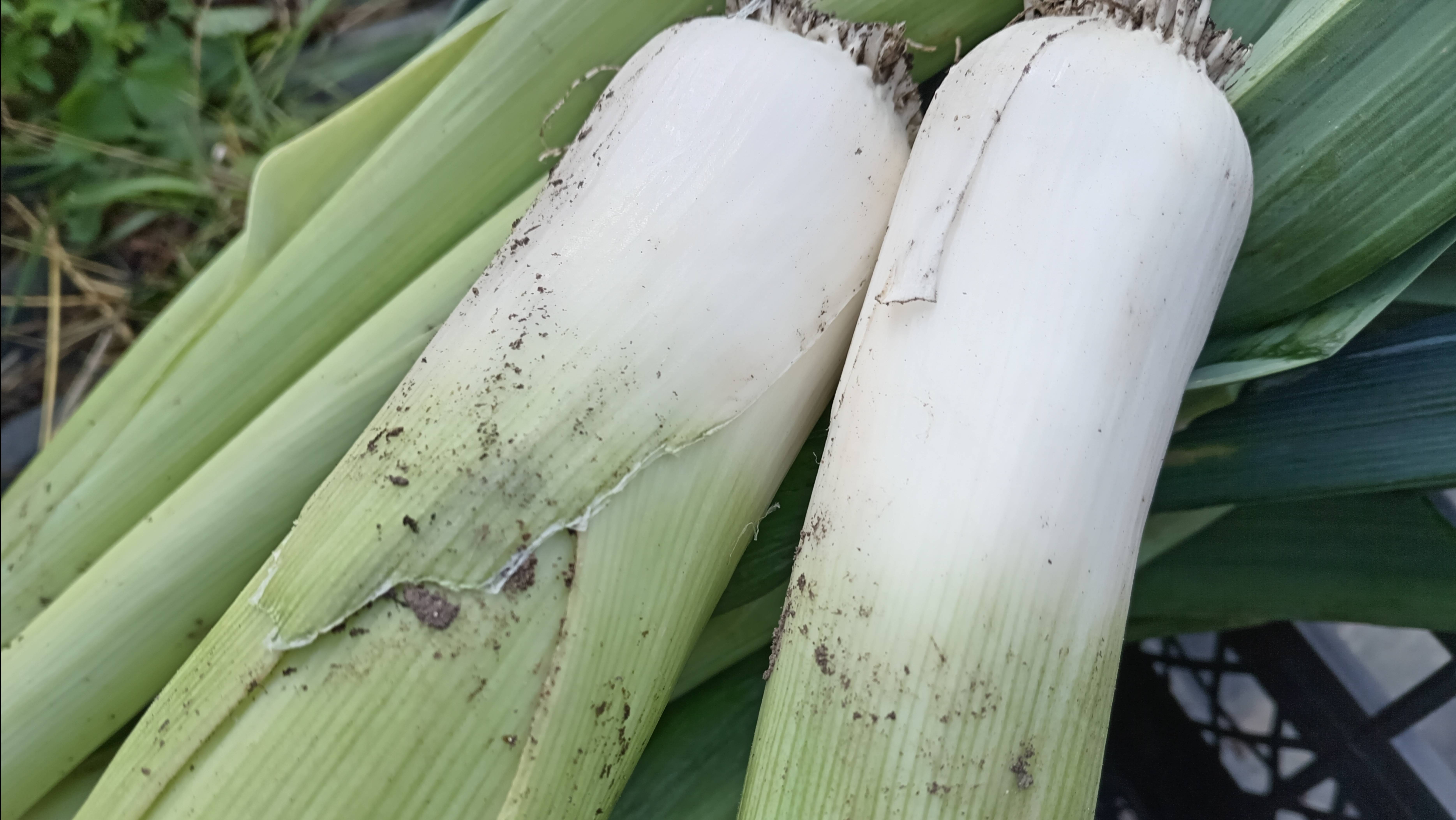 ЛУК ПОРЕЙ В ЛЕНИНГРАДСКОЙ ОБЛАСТИ.. смотреть онлайн