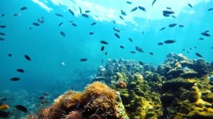 МУЗЫКА, КОТОРАЯ УСПОКАИВАЕТ, РАДУЕТ И ПОМОГАЕТ РАССЛАБИТЬСЯ.