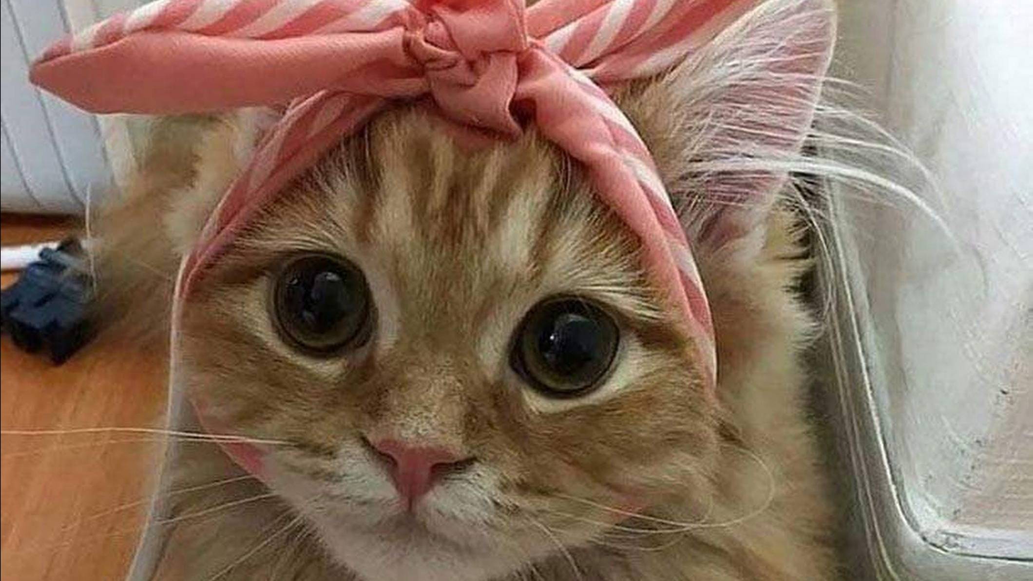 Коты смотреть онлайн