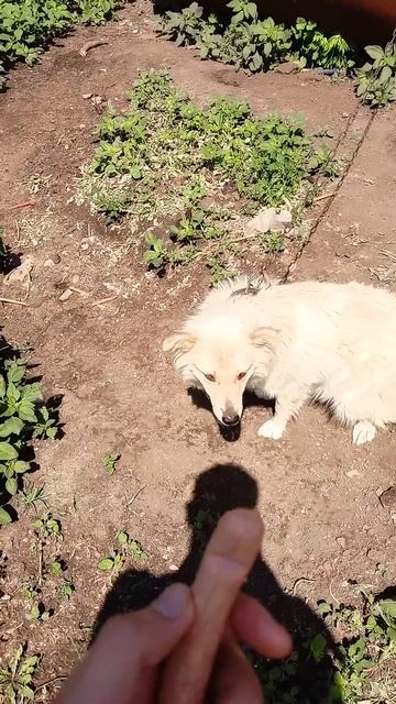 Подкормка собак