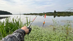 ПОПАЛИ НА ЖОР ЗОЛОТЫХ ЛАПТЕЙ! РЫБАЛКА НА ПОПЛАВОК в АВГУСТЕ.