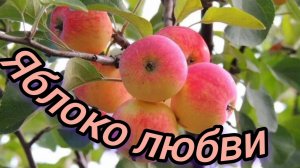 ЯБЛОНЕВЫЙ ВЕЧЕР / НАДЕЖДА КАДЫШЕВА