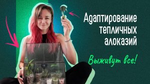 Адаптирование тепличных алоказий и других растений к жизни БЕЗ ПОВЫШЕННОЙ ВЛАЖНОСТИ!