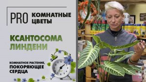 Ксантосома Линдени. Красивое комнатное растение с огромными листьями, покоряющее сердца.