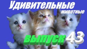 Удивительные животные выпуск #юмор