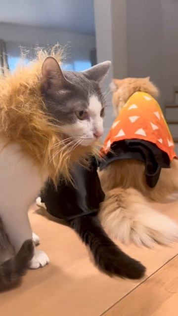 крд КОСПЛЕИ кошечки смотреть онлайн