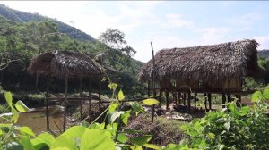 София 36. София строит из бамбука навес на  берегу водоема у дома на сваях