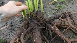 ПИОНЫ ДЕЛЮ ОСЕНЬЮ только так и они всегда цветут. Как делить пион? Инструкция по делению пиона