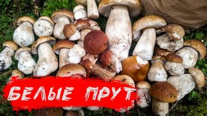 БЕЛЫЕ ГРИБЫ ЗАХВАТЫВАЮТ ПОДМОСКОВЬЕ! Их колличество в корзинах все больше и больше!