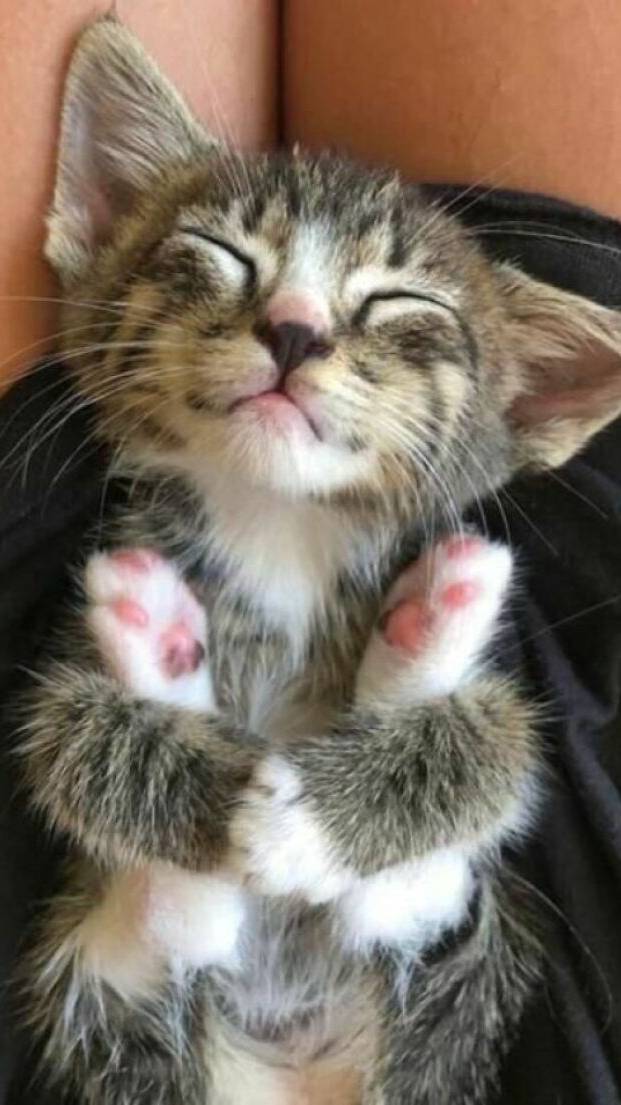 Котики смотреть онлайн