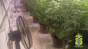 В Липецкой области задержан наркоагроном, который выращивал коноплю на втором этаже загородного дома