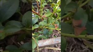 Показательная обрезка голубики сорт Река у подписчика на участке. 22.08.25 г. Ульяновск.
