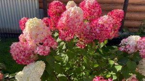 Даймонд Руж- красный бриллиант моей коллекции.