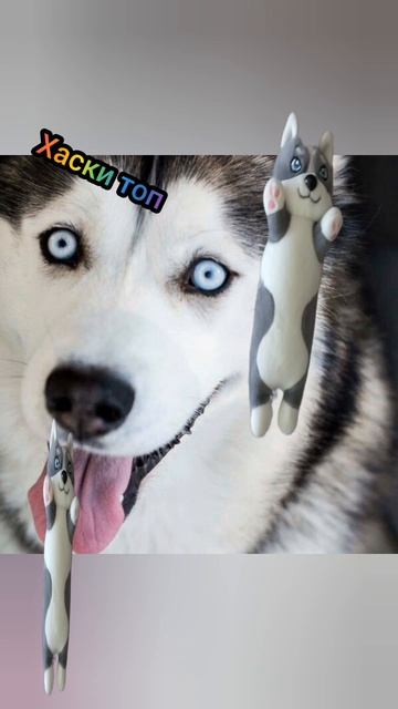 хаски как всегда топ😏✌️ смотреть онлайн