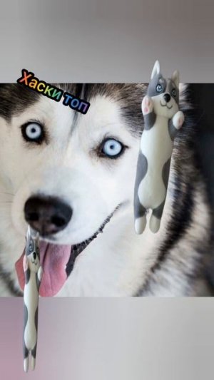 хаски как всегда топ😏✌️