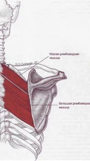 Массаж ромбовидной мышцы | Как устранить боль под лопаткой?