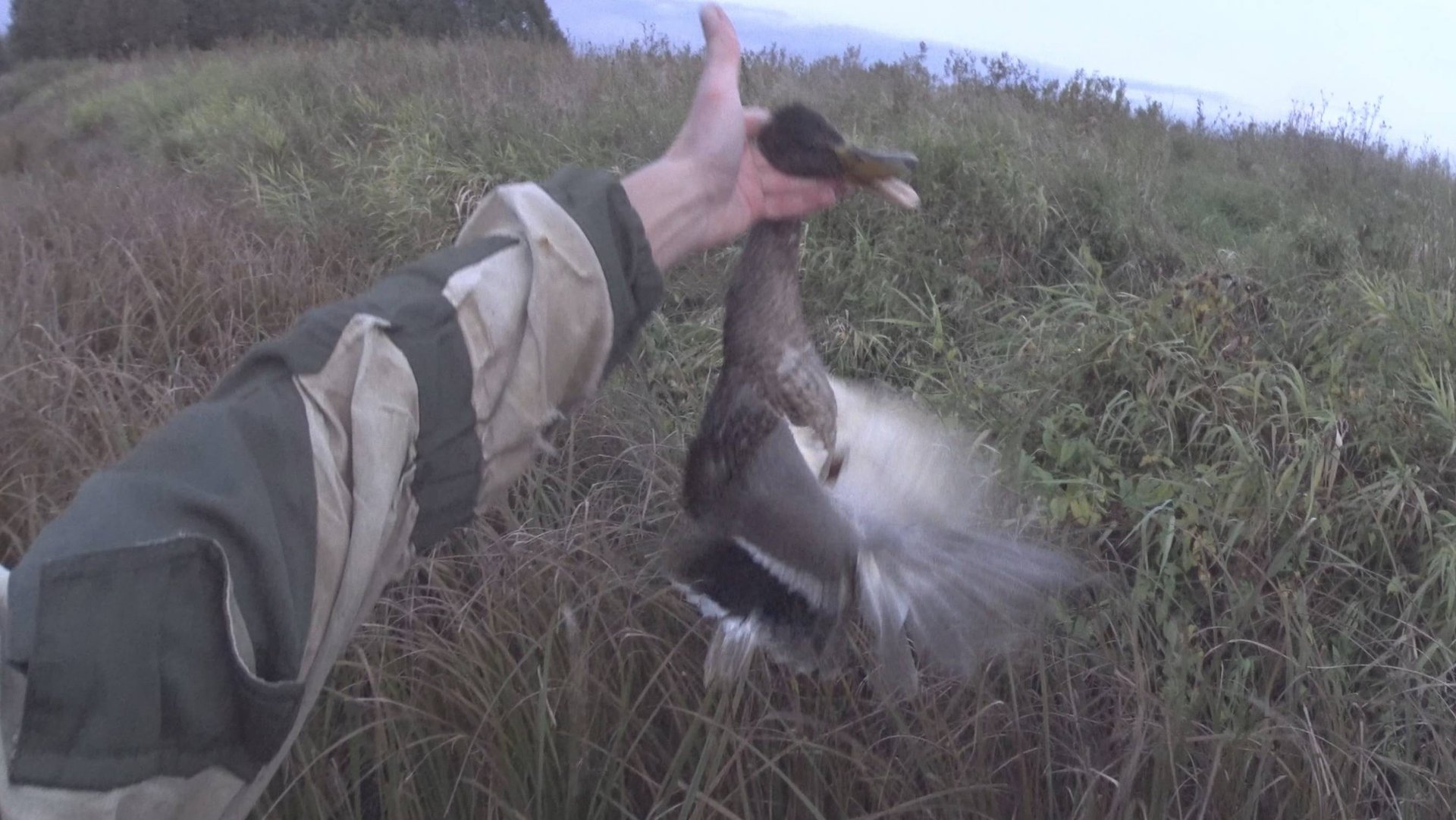 Осенняя охота 2025. Охота с подхода