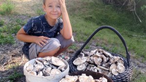 Зашли с сыном в лес а там грибы!! Грузди#2025 Часть 2