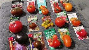 Эти томаты сразили наповал оставляю на 2026 год! Дегустация и итоги сезона.