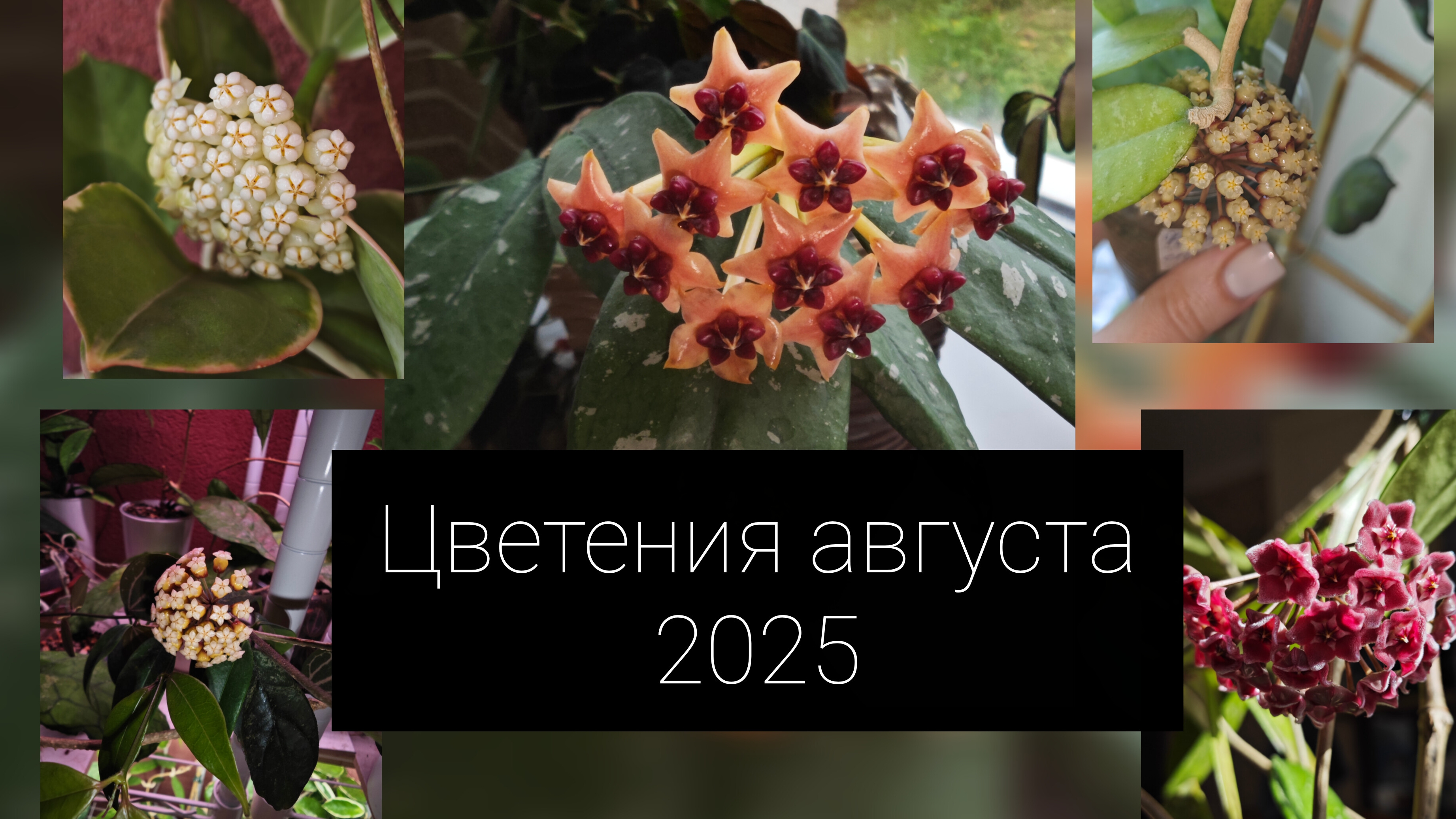 цветение августа 2025 смотреть онлайн