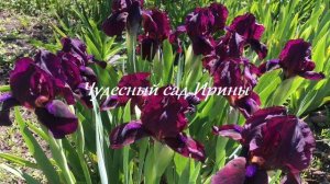 Дачное 3. Цветение ирисов