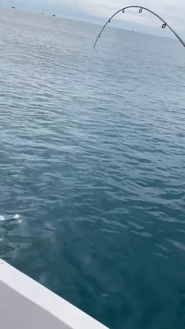 Два дракона. смотреть онлайн