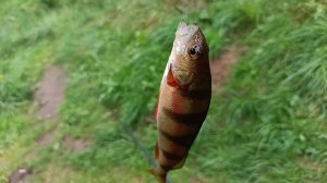 "Жизнь на пенсии".. Настроение ноль, одни дожди, спасает рыбалка.