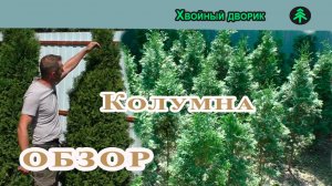 Туя колоновидная «Колумна» (обзор). Самовывоз, питомник «Хвойный дворик».