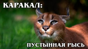 Каракал: Степная Рысь | Интересные факты про каракалов