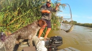 РЫБАЛКА НА САЗАНА. НА УДОЧКУ И ЗАКИДУШКИ. Ловля сазана на жмых, макуху.