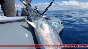 28.08.2025 Сахалинские блоги. ВИДЕО ОТ СВЕТЛАНЫ. Поймали тунца на троллинг и тут пришла Акула