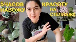 КАК я ПРИВОДИЛА в порядок СТЕЛЛАЖ с РАСТЕНИЯМИ|пересадка, КРАСИВОЕ ОФОРМЛЕНИЕ, перестановка и ПОЛИВ