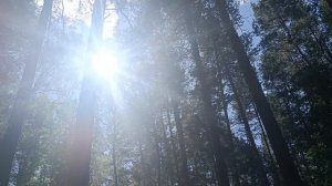 Новинка 2025.Женя Белоусова *ДВА ПИНА_КОЛАДА*.Ну мне и в лесу неплохо. Кружите меня 😛. кружите. 😌.
