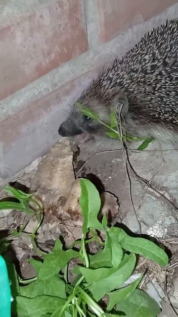 Ёжик (2Часть)