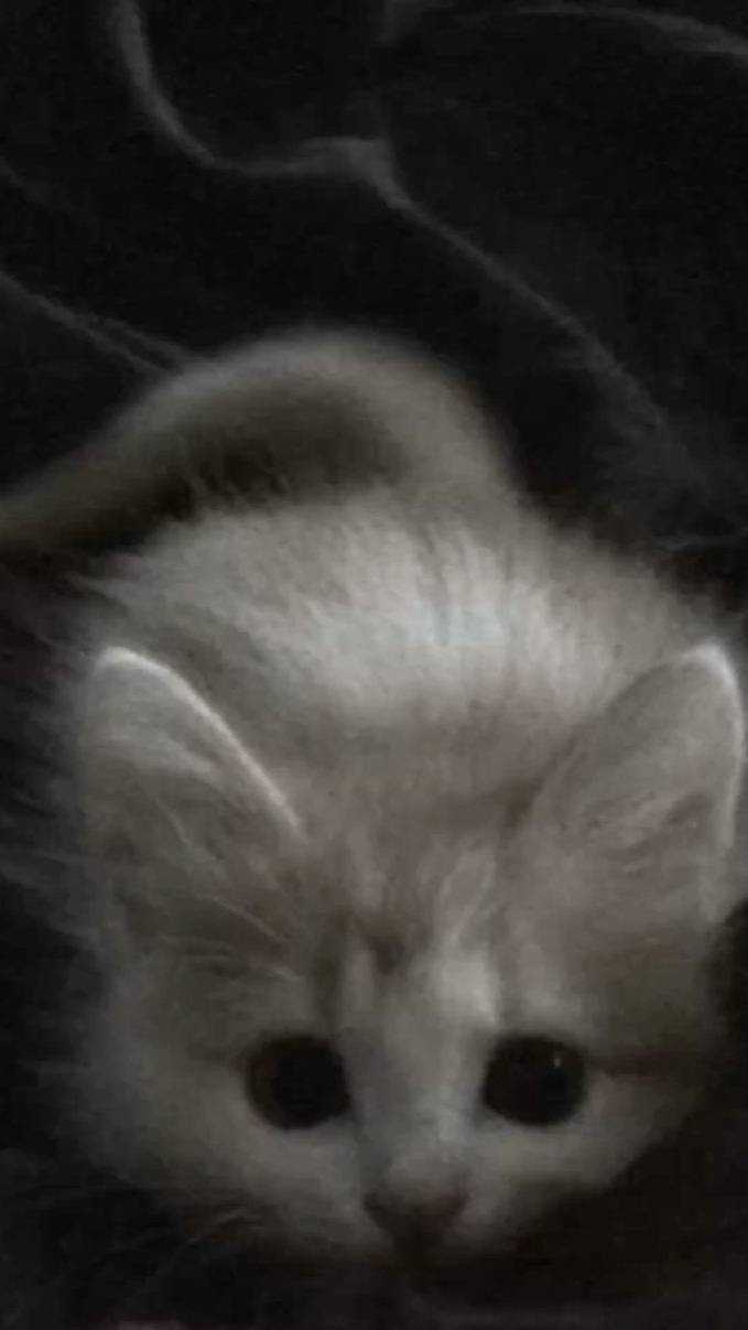 котики смотреть онлайн