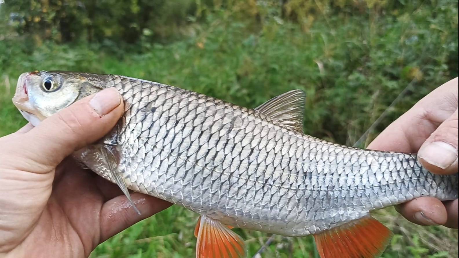 Рыбалка для Души! Голавль на кренк .