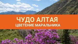 Вы это видели? Цветение маральника на Алтае. Рассказываем где можно посмотреть это чудо природы