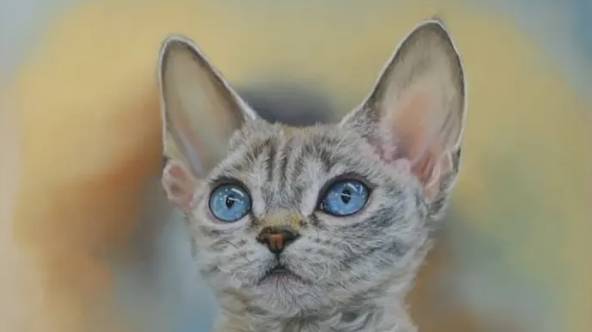 от Девон Рекс. Уроки со скидкой 90 процентов ссылка в описании ролика. смотреть онлайн