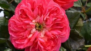 Lionheart - японская роза с львиным сердцем и душой романтика. Новинка японской селекции от  2023 г