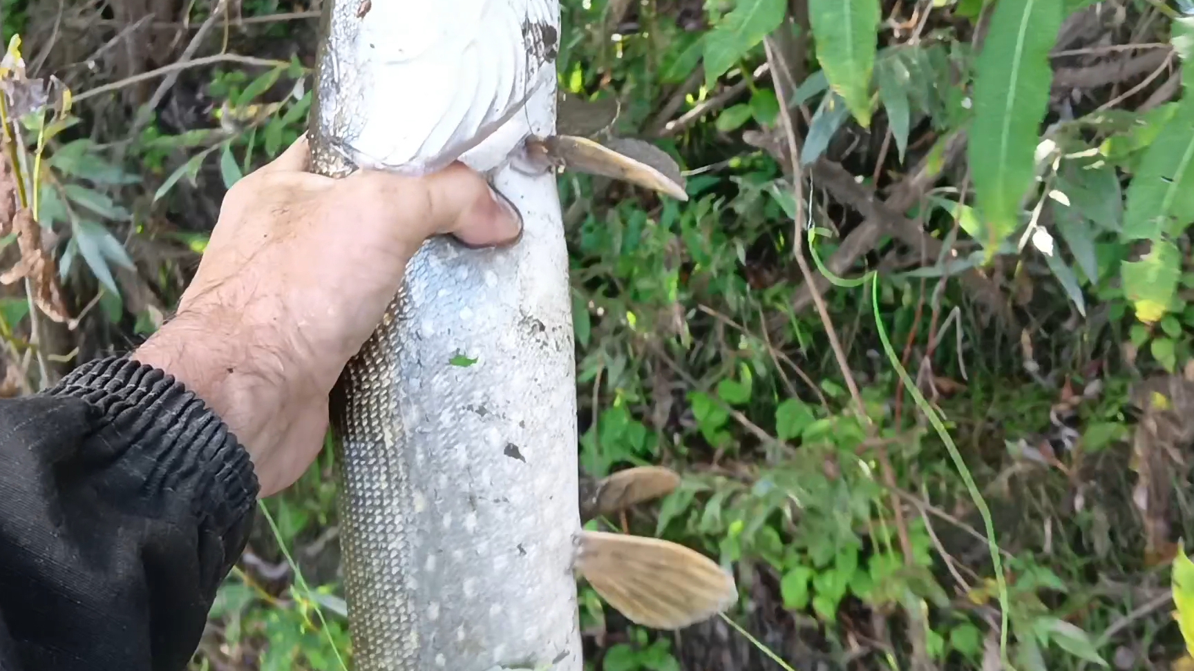 Проверка закидушек на хищников.28.08.25г. смотреть онлайн
