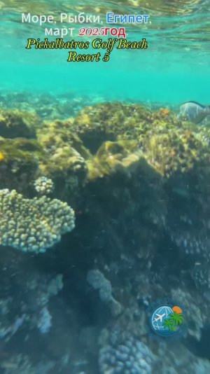 Море, Рыбки, Египет, март 2025год. Pickalbatros Golf Beach Resort 5
