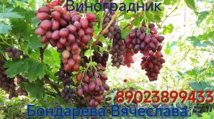 ДубМин селекция Калугина В.М.