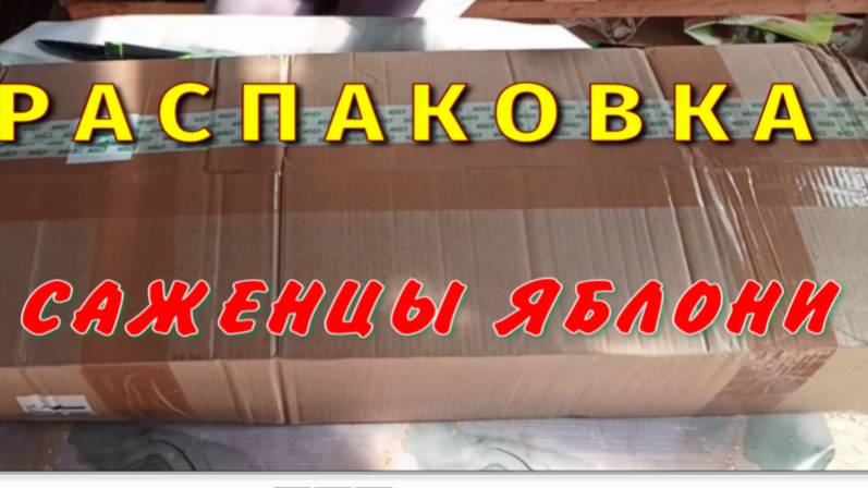 САЖЕНЦЫ ЯБЛОНИ. РАСПАКОВКА. смотреть онлайн