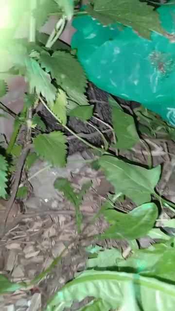 Ёжик  (1Часть)