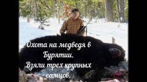 Охота на медведя в Бурятии. Взяли трех крупных самцов.