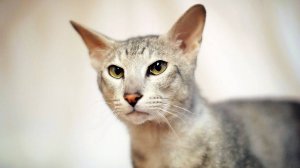 Кот ДЮК породы ПЕТЕРБОЛД. Талисман Детской Академии Театра и Кино Анны Ивы (ДАТиК АИ)