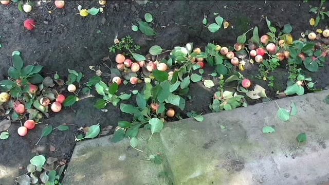 Сколько собрано яблок