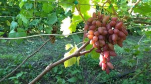 НОВИНКА. Гф Фреш мускат селекции Щереденкова В. А. с приличным мускатом.